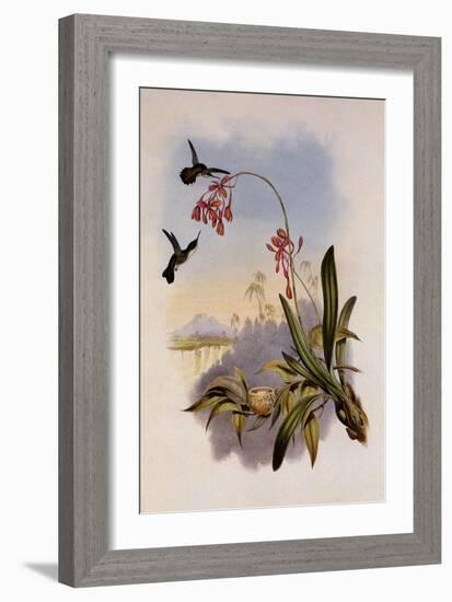 Little Hummingbird, Mellisuga Minima-John Gould-Framed Giclee Print