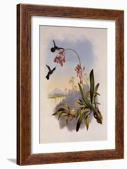 Little Hummingbird, Mellisuga Minima-John Gould-Framed Giclee Print
