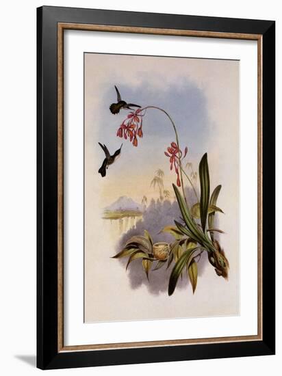 Little Hummingbird, Mellisuga Minima-John Gould-Framed Giclee Print