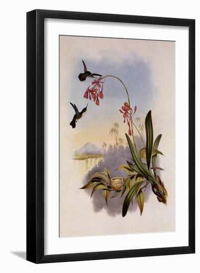 Little Hummingbird, Mellisuga Minima-John Gould-Framed Giclee Print