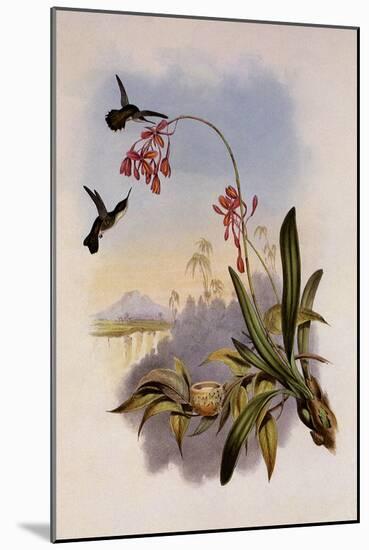 Little Hummingbird, Mellisuga Minima-John Gould-Mounted Giclee Print