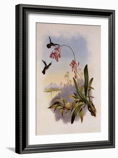 Little Hummingbird, Mellisuga Minima-John Gould-Framed Giclee Print