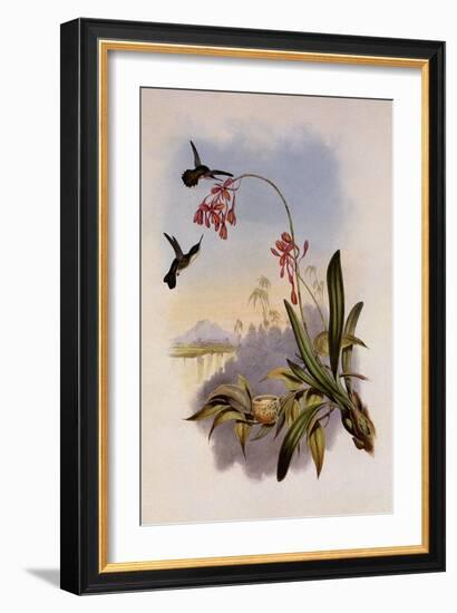 Little Hummingbird, Mellisuga Minima-John Gould-Framed Giclee Print