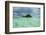 Little Island in the Rock Islands, Palau, Central Pacific-Michael Runkel-Framed Photographic Print