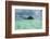 Little Island in the Rock Islands, Palau, Central Pacific-Michael Runkel-Framed Photographic Print