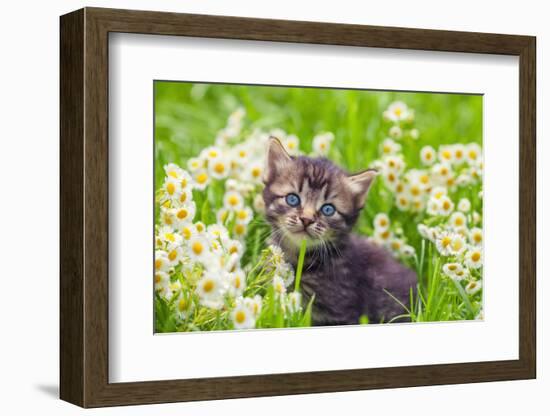 Little Kitten in the Camomile Flowers-vvvita-Framed Photographic Print