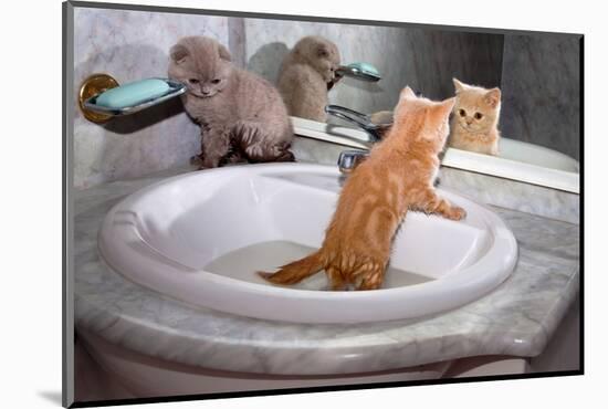 Little Kittens Bathing in the Sink-vvvita-Mounted Photographic Print