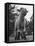 Little Lamb Posing for the Camera-Wallace Kirkland-Framed Premier Image Canvas