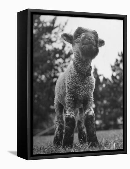 Little Lamb Posing for the Camera-Wallace Kirkland-Framed Premier Image Canvas