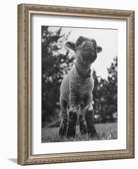 Little Lamb Posing for the Camera-Wallace Kirkland-Framed Photographic Print