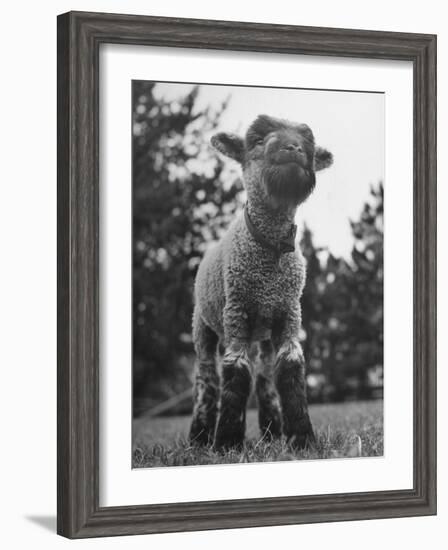 Little Lamb Posing for the Camera-Wallace Kirkland-Framed Photographic Print