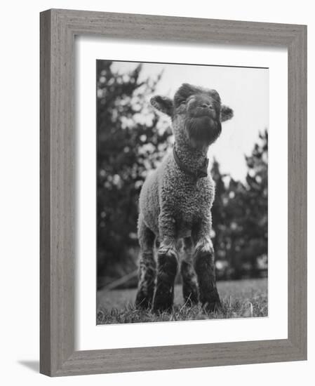 Little Lamb Posing for the Camera-Wallace Kirkland-Framed Photographic Print