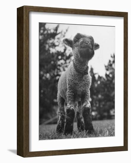 Little Lamb Posing for the Camera-Wallace Kirkland-Framed Photographic Print