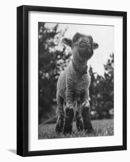 Little Lamb Posing for the Camera-Wallace Kirkland-Framed Photographic Print