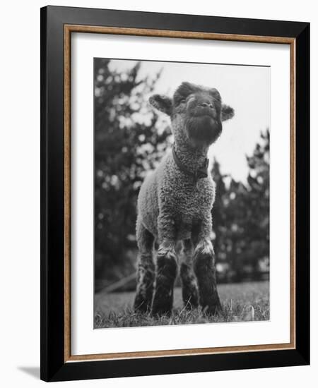 Little Lamb Posing for the Camera-Wallace Kirkland-Framed Photographic Print