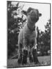 Little Lamb Posing for the Camera-Wallace Kirkland-Mounted Photographic Print