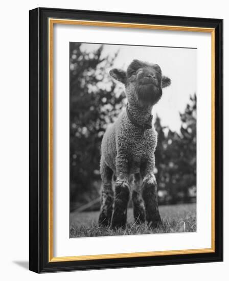 Little Lamb Posing for the Camera-Wallace Kirkland-Framed Photographic Print