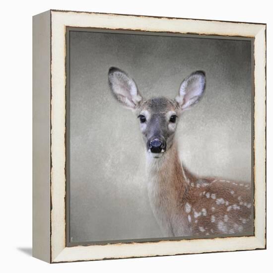 Little Miss Lashes White Tailed Fawn-Jai Johnson-Framed Premier Image Canvas