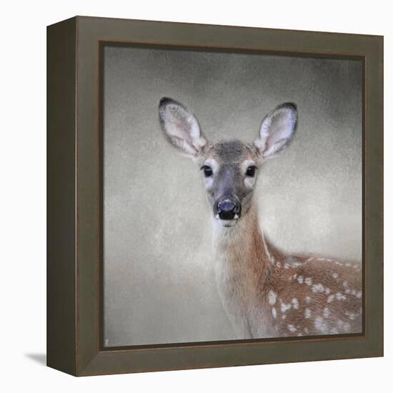 Little Miss Lashes White Tailed Fawn-Jai Johnson-Framed Premier Image Canvas