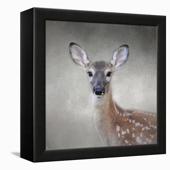 Little Miss Lashes White Tailed Fawn-Jai Johnson-Framed Premier Image Canvas