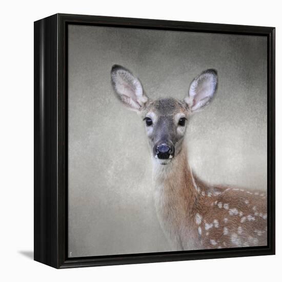 Little Miss Lashes White Tailed Fawn-Jai Johnson-Framed Premier Image Canvas