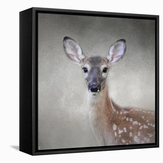 Little Miss Lashes White Tailed Fawn-Jai Johnson-Framed Premier Image Canvas