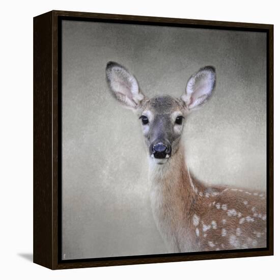 Little Miss Lashes White Tailed Fawn-Jai Johnson-Framed Premier Image Canvas