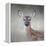 Little Miss Lashes White Tailed Fawn-Jai Johnson-Framed Premier Image Canvas