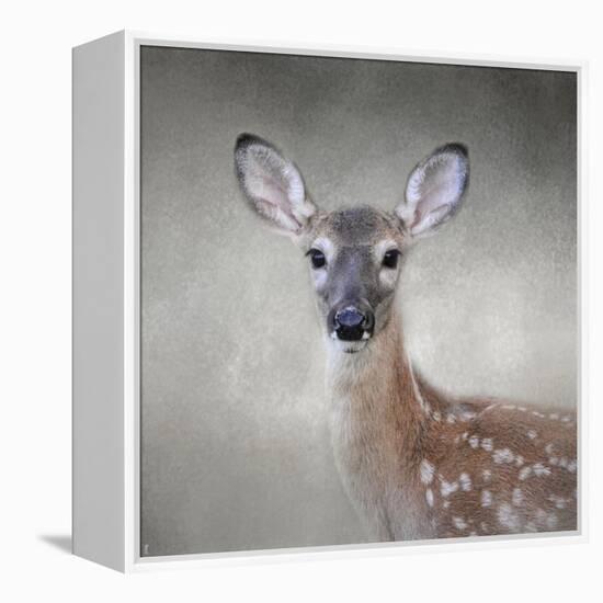 Little Miss Lashes White Tailed Fawn-Jai Johnson-Framed Premier Image Canvas