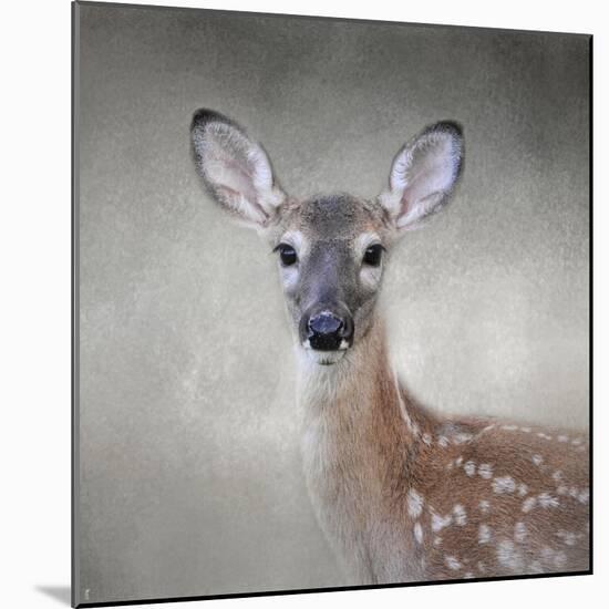 Little Miss Lashes White Tailed Fawn-Jai Johnson-Mounted Giclee Print