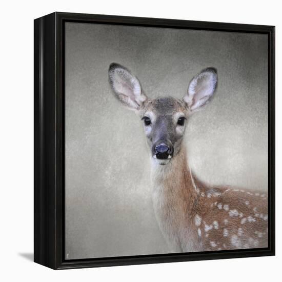 Little Miss Lashes White Tailed Fawn-Jai Johnson-Framed Premier Image Canvas