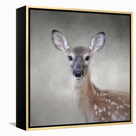 Little Miss Lashes White Tailed Fawn-Jai Johnson-Framed Premier Image Canvas