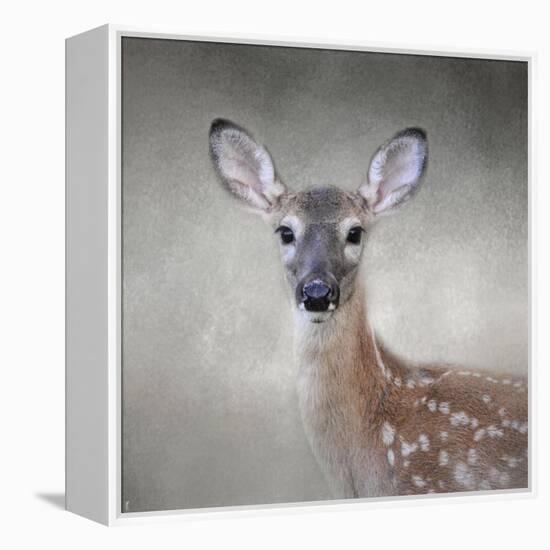 Little Miss Lashes White Tailed Fawn-Jai Johnson-Framed Premier Image Canvas