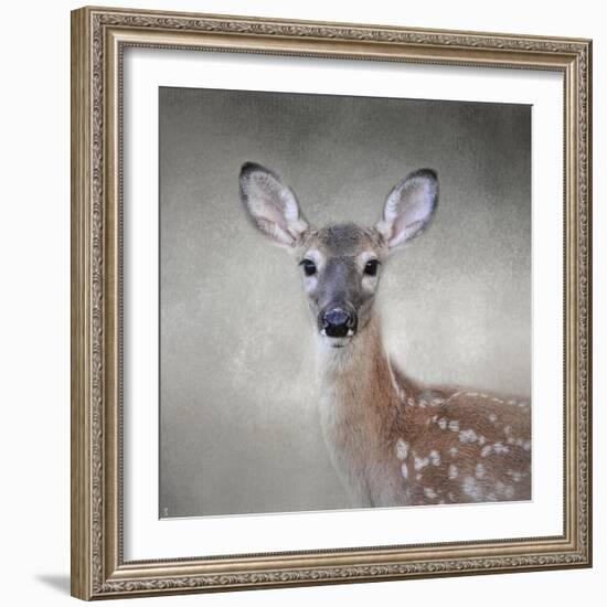 Little Miss Lashes White Tailed Fawn-Jai Johnson-Framed Giclee Print