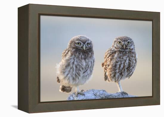 Little Owl (Athene Noctua), Adult And Juvenile Perched On Stones. Lleida Province. Catalonia. Spain-Oscar Dominguez-Framed Premier Image Canvas