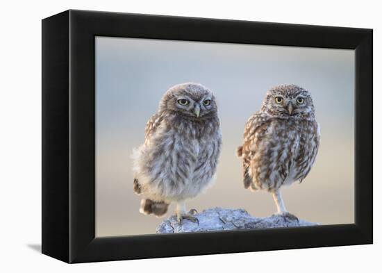 Little Owl (Athene Noctua), Adult And Juvenile Perched On Stones. Lleida Province. Catalonia. Spain-Oscar Dominguez-Framed Premier Image Canvas