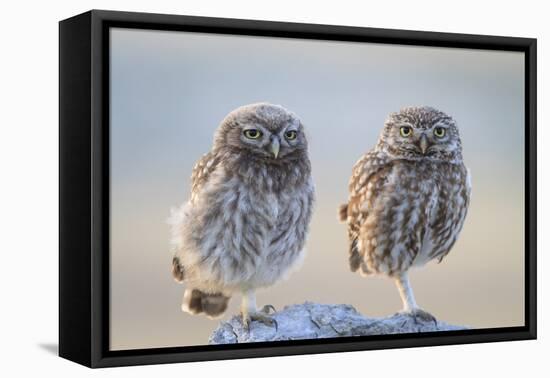 Little Owl (Athene Noctua), Adult And Juvenile Perched On Stones. Lleida Province. Catalonia. Spain-Oscar Dominguez-Framed Premier Image Canvas