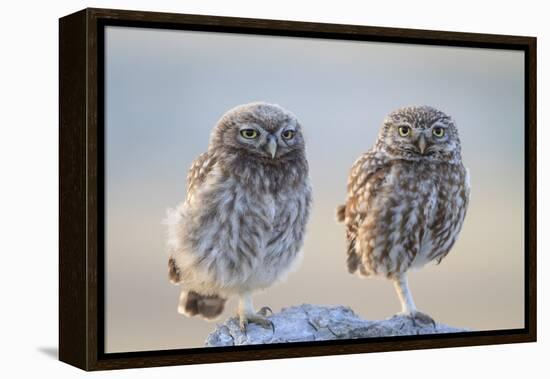 Little Owl (Athene Noctua), Adult And Juvenile Perched On Stones. Lleida Province. Catalonia. Spain-Oscar Dominguez-Framed Premier Image Canvas