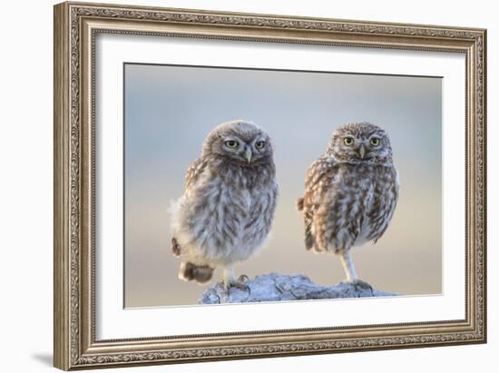 Little Owl (Athene Noctua), Adult And Juvenile Perched On Stones. Lleida Province. Catalonia. Spain-Oscar Dominguez-Framed Photographic Print