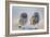 Little Owl (Athene Noctua), Adult And Juvenile Perched On Stones. Lleida Province. Catalonia. Spain-Oscar Dominguez-Framed Photographic Print