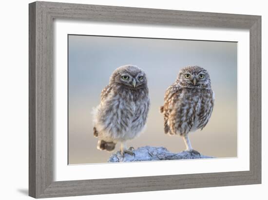 Little Owl (Athene Noctua), Adult And Juvenile Perched On Stones. Lleida Province. Catalonia. Spain-Oscar Dominguez-Framed Photographic Print