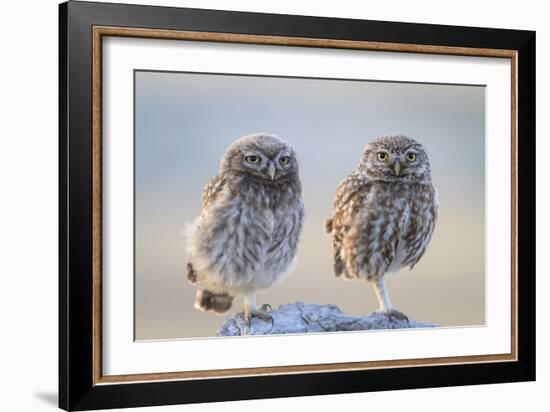 Little Owl (Athene Noctua), Adult And Juvenile Perched On Stones. Lleida Province. Catalonia. Spain-Oscar Dominguez-Framed Photographic Print