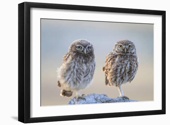 Little Owl (Athene Noctua), Adult And Juvenile Perched On Stones. Lleida Province. Catalonia. Spain-Oscar Dominguez-Framed Photographic Print