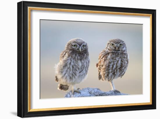 Little Owl (Athene Noctua), Adult And Juvenile Perched On Stones. Lleida Province. Catalonia. Spain-Oscar Dominguez-Framed Photographic Print