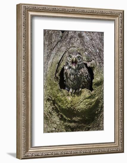 Little owl (Athene noctua), captive, United Kingdom, Europe-Ann and Steve Toon-Framed Photographic Print