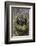 Little owl (Athene noctua), captive, United Kingdom, Europe-Ann and Steve Toon-Framed Photographic Print