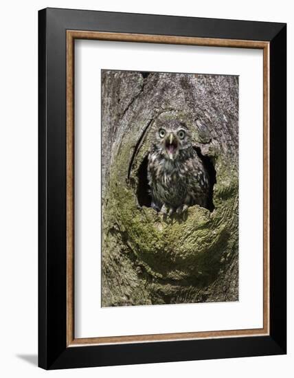 Little owl (Athene noctua), captive, United Kingdom, Europe-Ann and Steve Toon-Framed Photographic Print