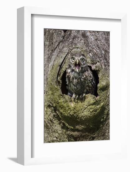 Little owl (Athene noctua), captive, United Kingdom, Europe-Ann and Steve Toon-Framed Photographic Print