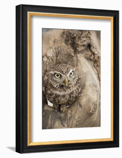 Little Owl (Athene Noctua), Devon, England, United Kingdom-Janette Hill-Framed Photographic Print