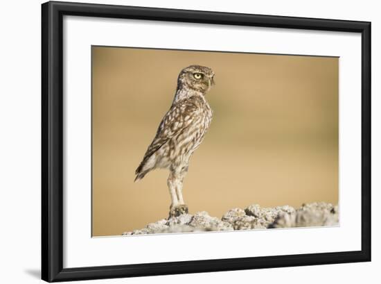 Little Owl (Athene Noctua) Head Stretched In An Alert Posture. Lleida Province. Catalonia. Spain-Oscar Dominguez-Framed Photographic Print